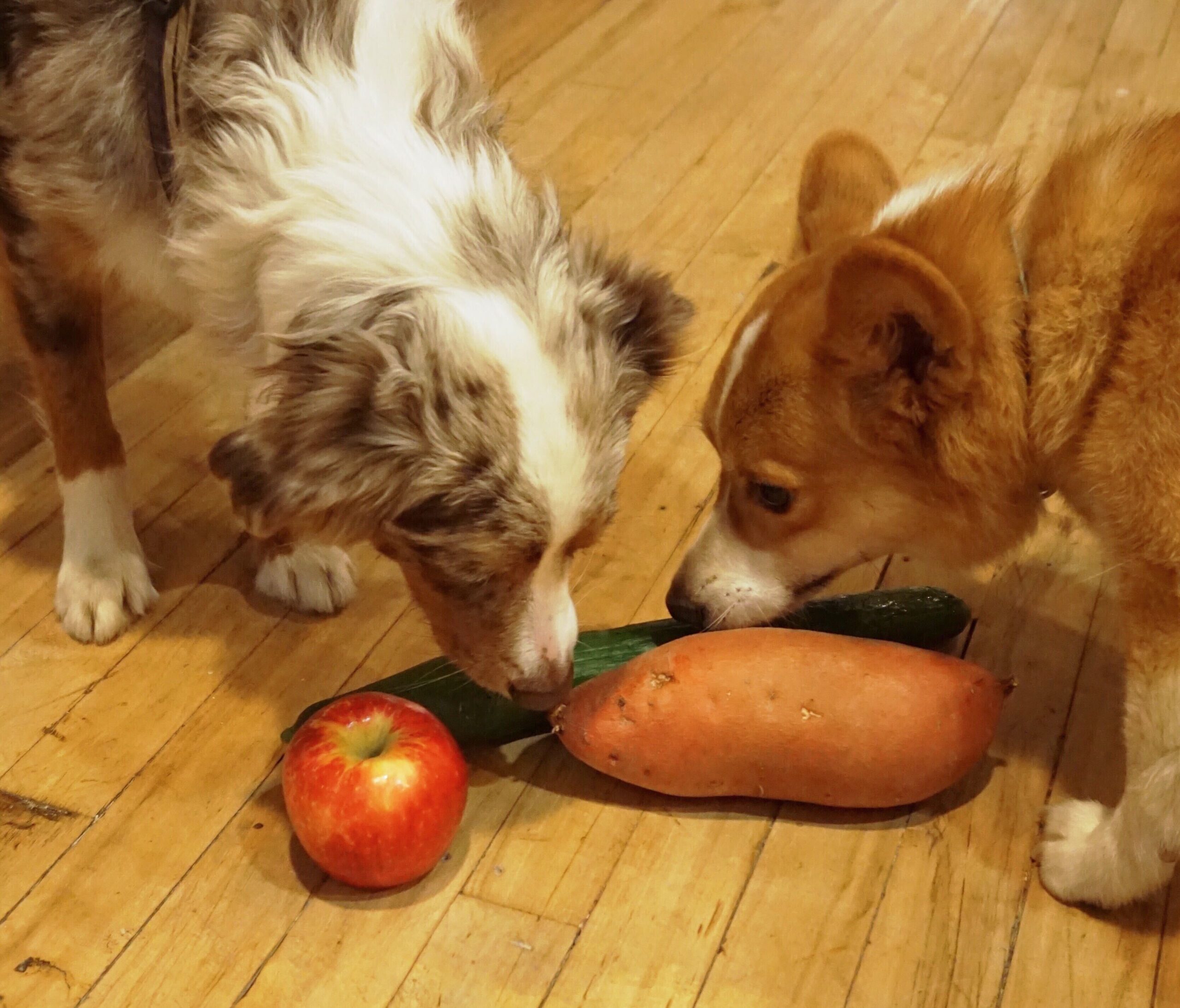 Turns Out Fresh Treats Are Great for Dogs, Too