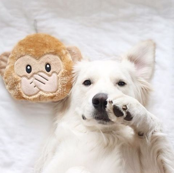 Why Your Dog Is Chewing His Paws