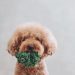 The Pet Owner’s Guide to Canine Dental Hygiene