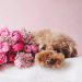 5 Toxic Valentine’s Day Foods for Dogs