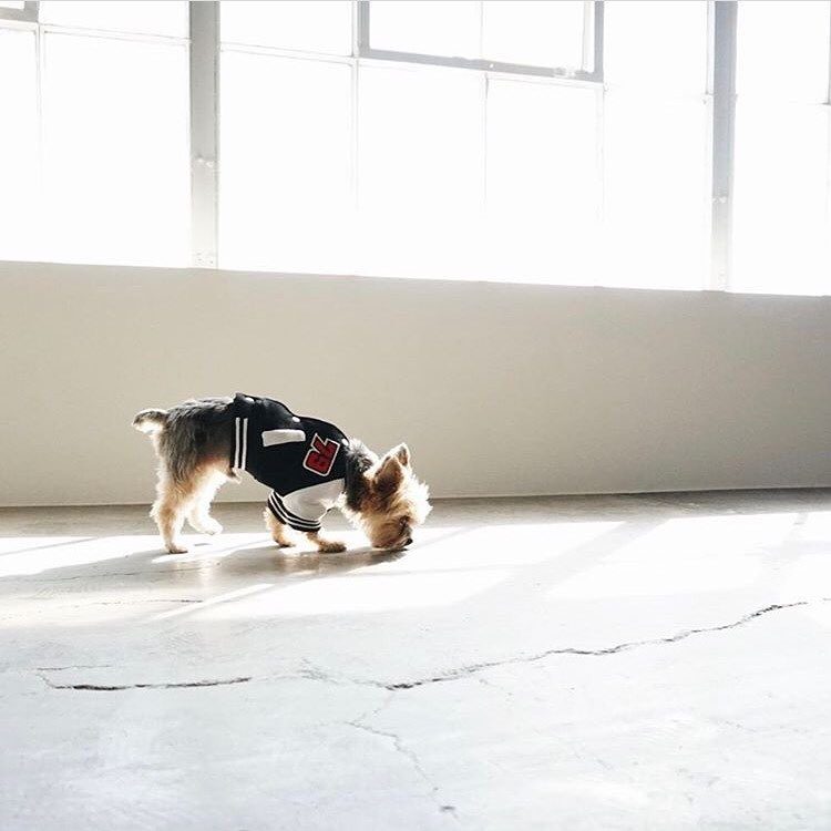 The Importance of Letting Your Dog Sniff