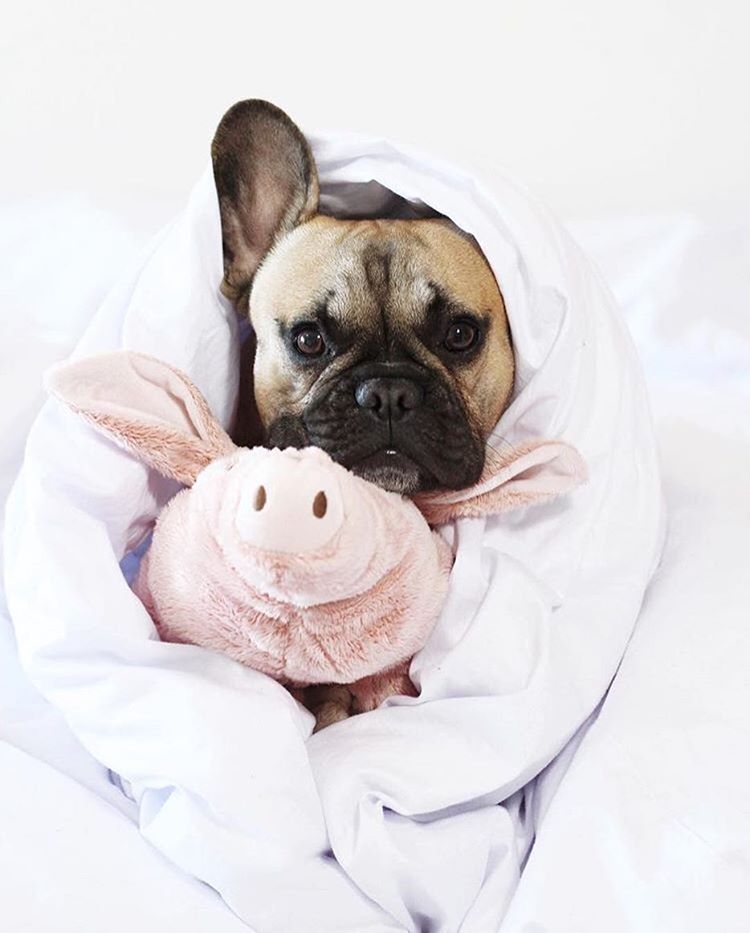 Scared of the Vet? 5 Tips for Stress Reduction