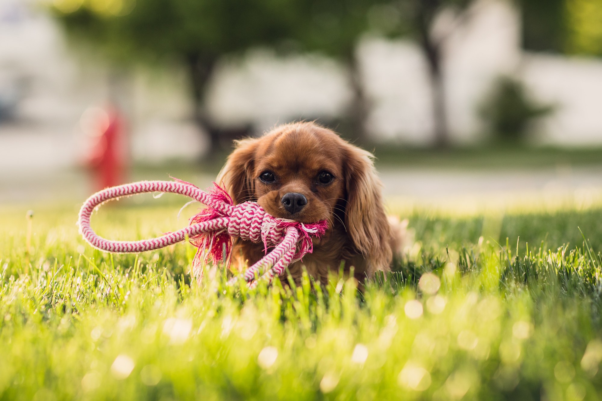 DIY Dog Toys (No Assembly Required)