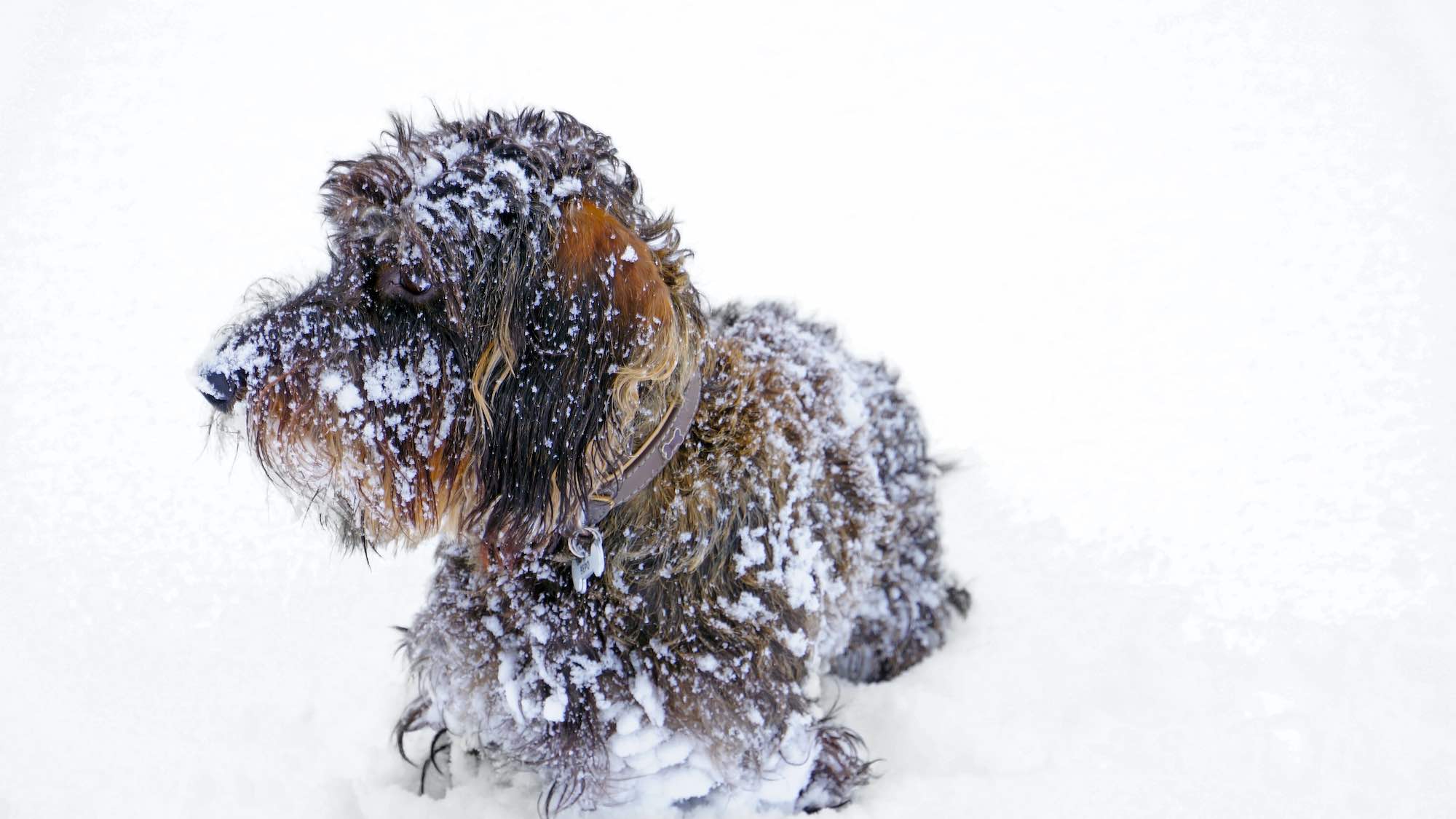 Winter Hack Prepping Paws for Snow The Farmer's Dog