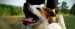Natural Remedies For Dogs With Bad Breath