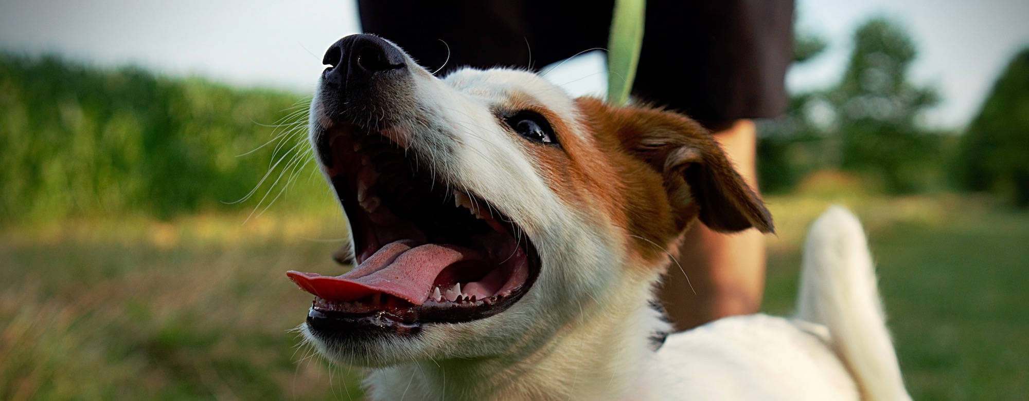 Natural Remedies For Dogs With Bad Breath - The Farmer's Dog