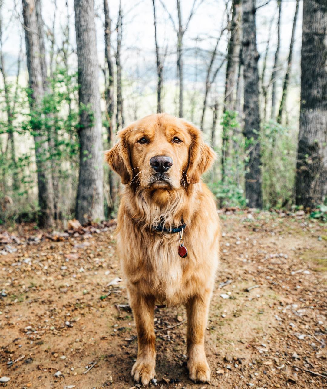 Hiking With Golden Retriever 2024 www.horepnicko.cz