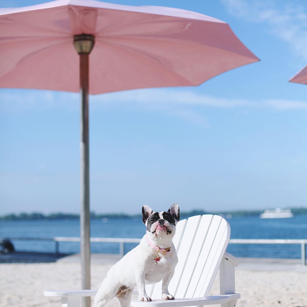 Save Your Dog from Summertime Sadness