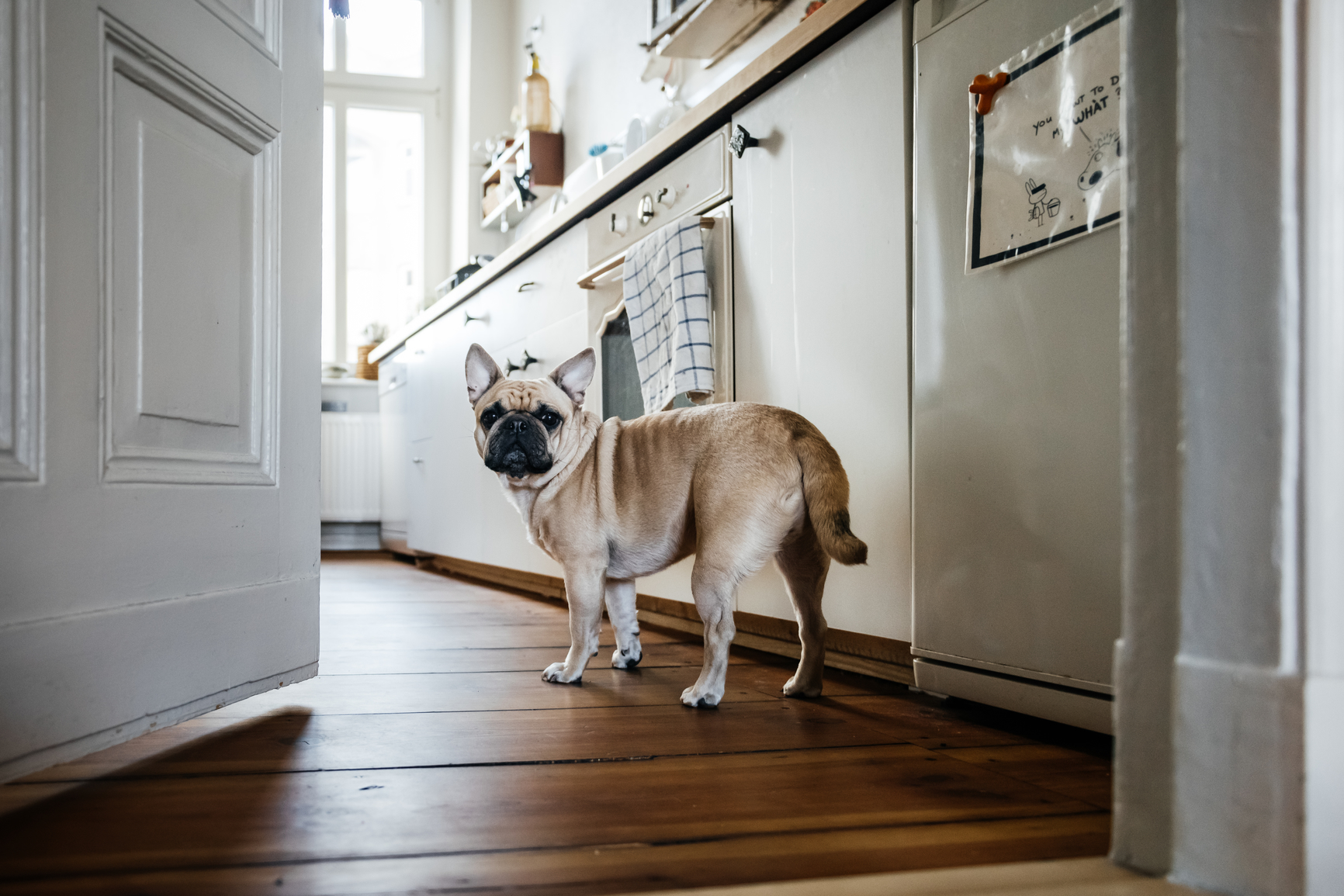 These Normal Household Items Are Dangerous for Dogs