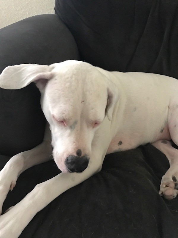 fresh food cured my dog's allergies