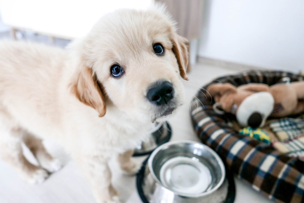 The Science Behind Puppy Dog Eyes - The Farmer’s Dog - Digest