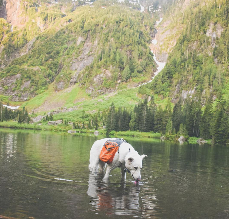 The Pet Owner's Guide to Dog Hydration 101 The Farmer's Dog