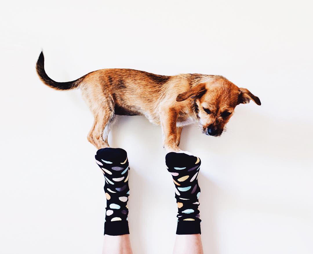 Why Does My Dog Steal Socks 