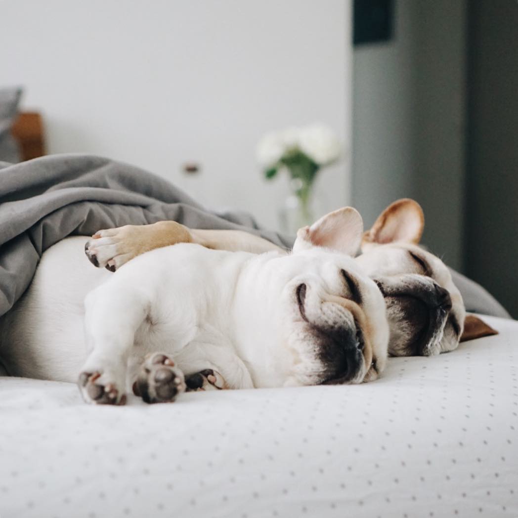 How Much Sleep Does Your Dog Really Need?