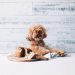 The Truth About Table Scraps for Dogs