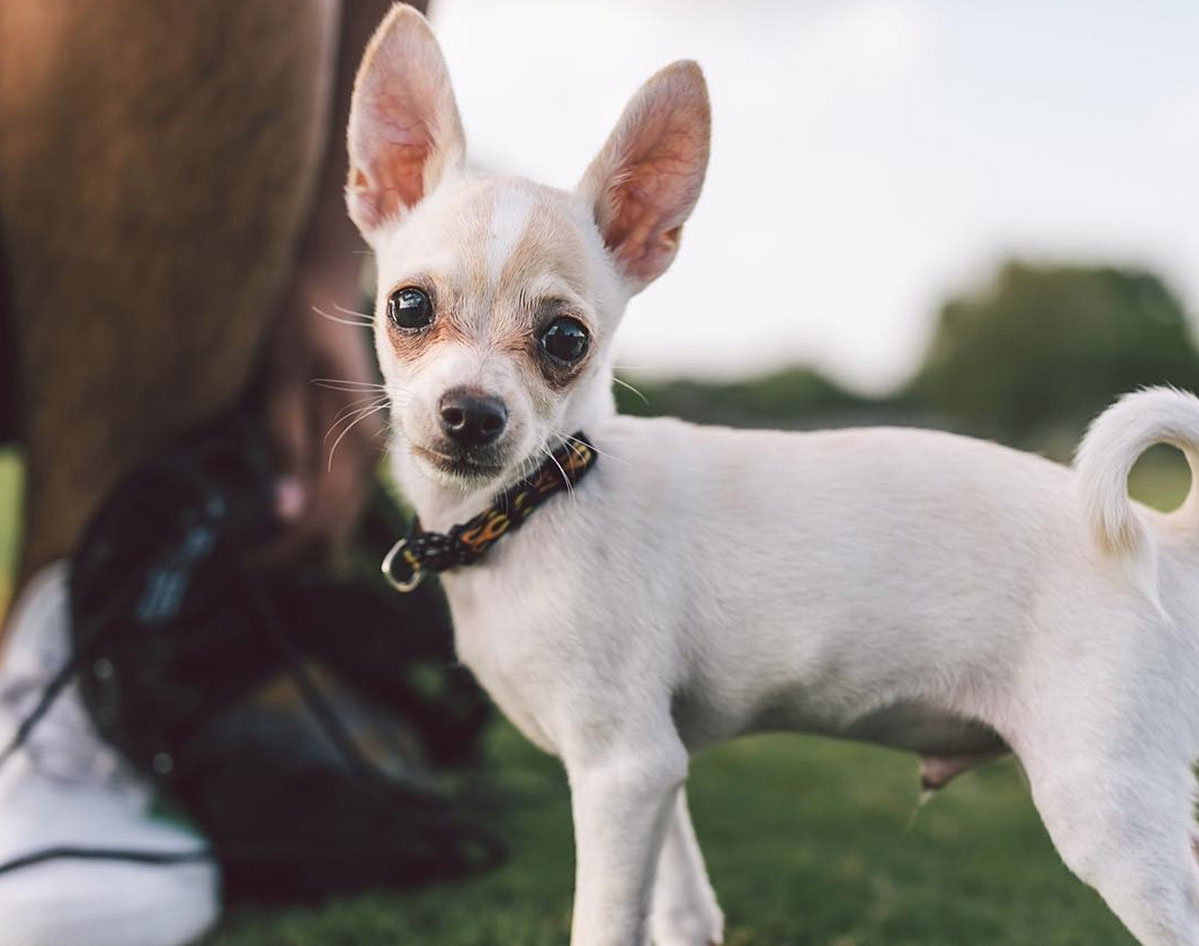 a chihuahua dog