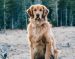 How to Keep Your Golden Retriever’s Skin and Coat Healthy