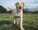 How to Keep Your Labrador’s Skin and Coat Healthy