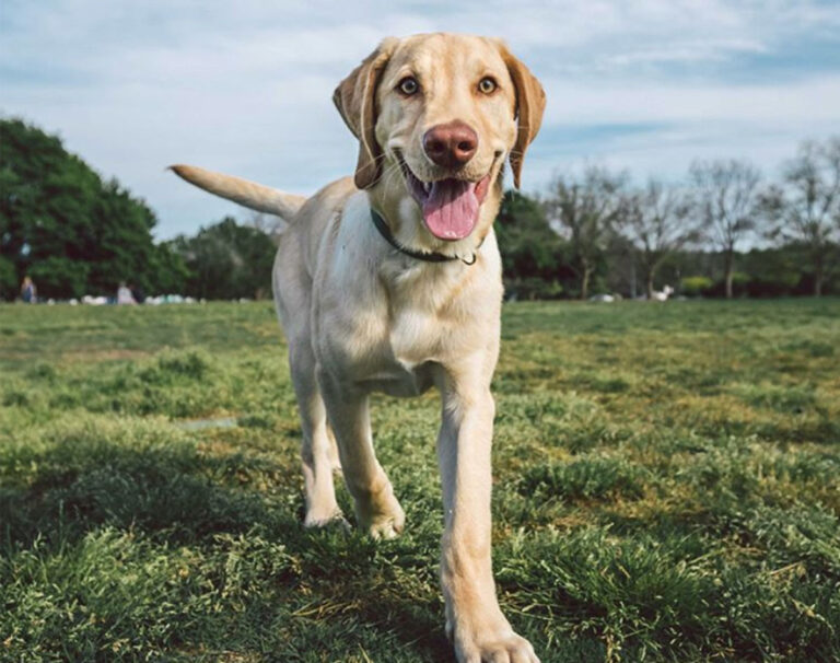 labrador skin and coat healthy