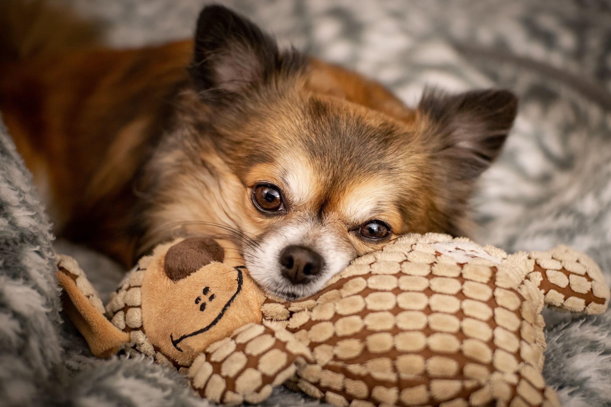 10 of the Best Dog Toys for Small Breeds