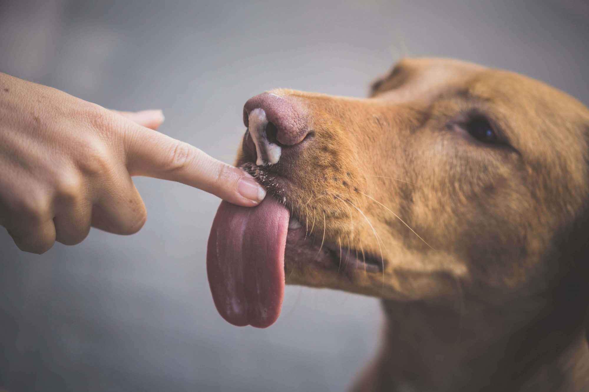Why You Don't Have to Worry About Dying From Being Licked By Your Dog