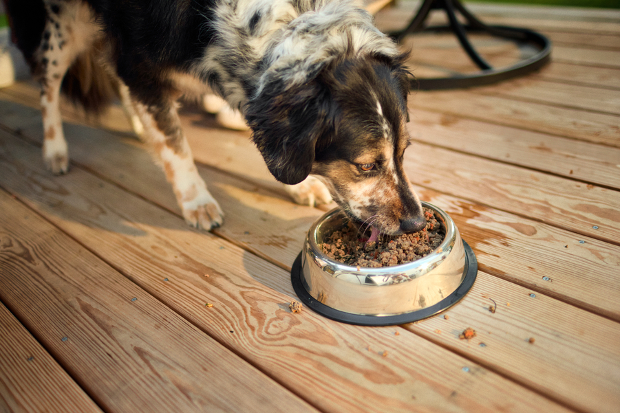 A piebald dog eats fresh food from a silver bowl on a wooden deck outside.