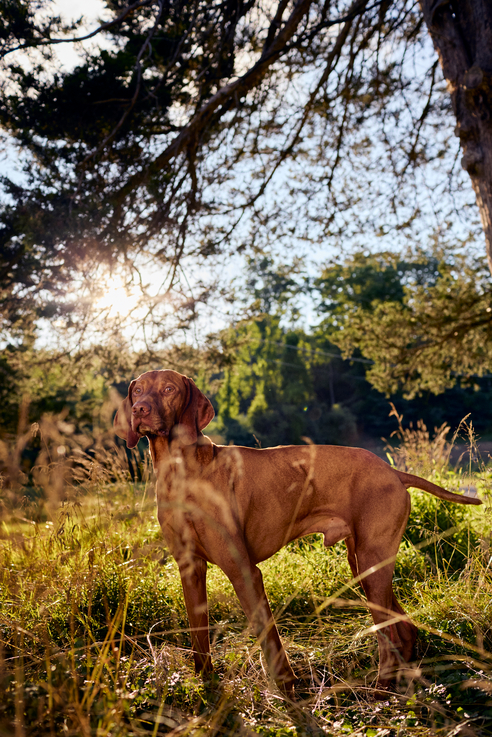 A vizsla stands in the grass under a tree on a sunny day looking into the distance.