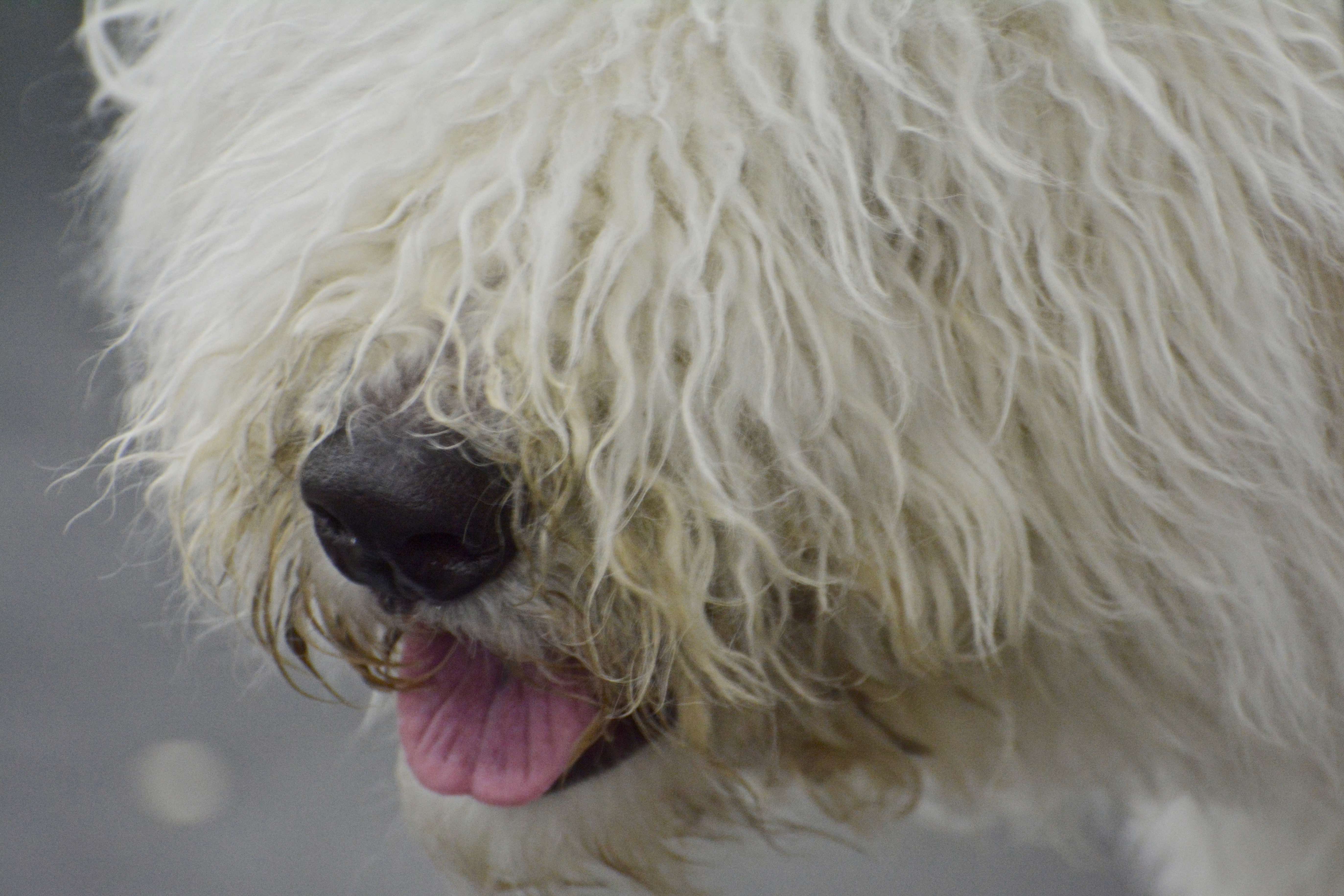 Canine Nose Work: A Sport for Dogs That Love to Sniff