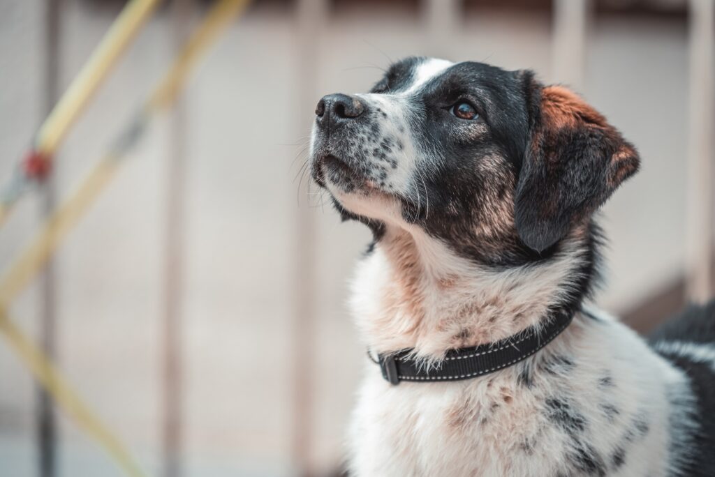 A dog looking up.