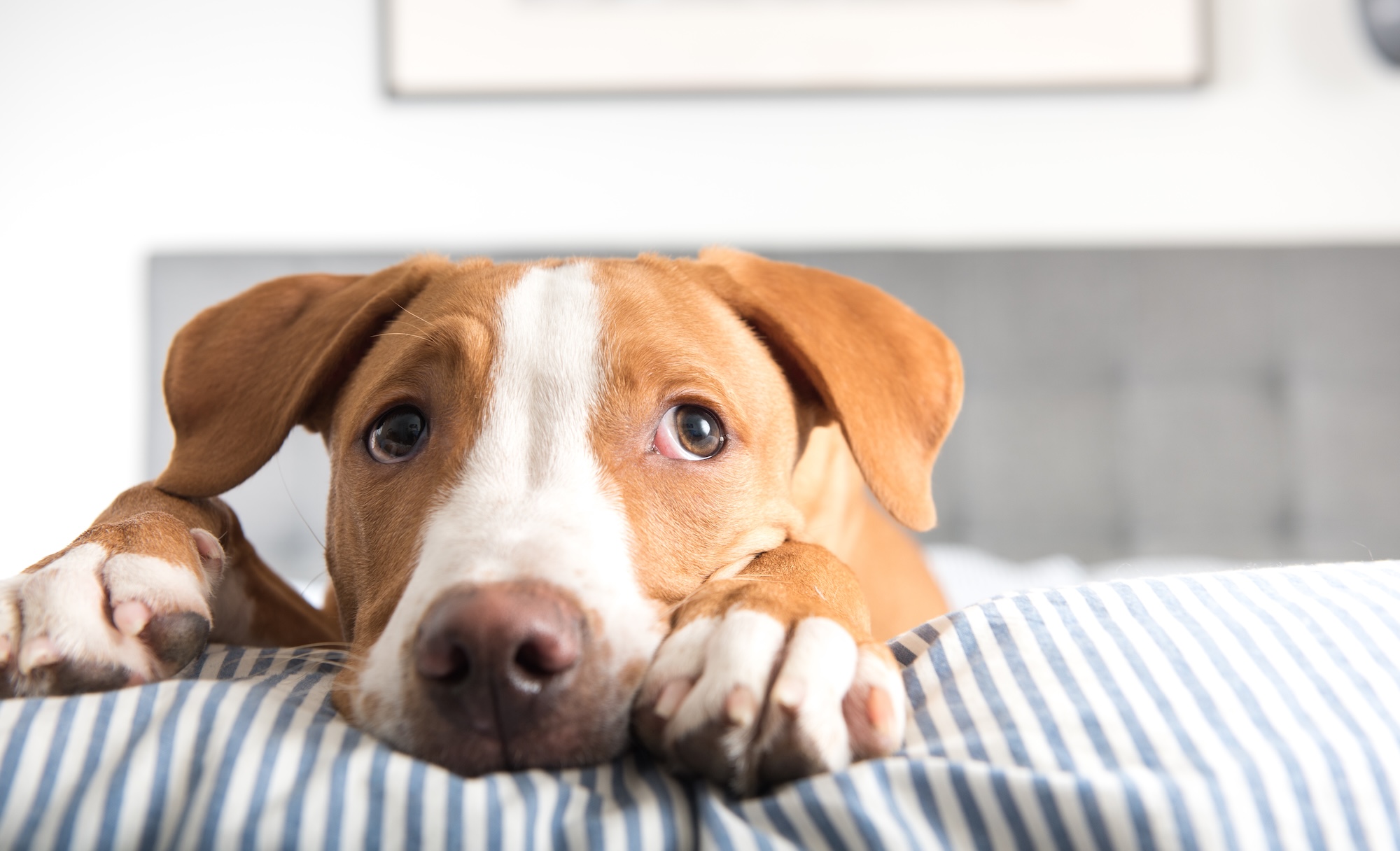 How (and Why!) to Foster a Dog