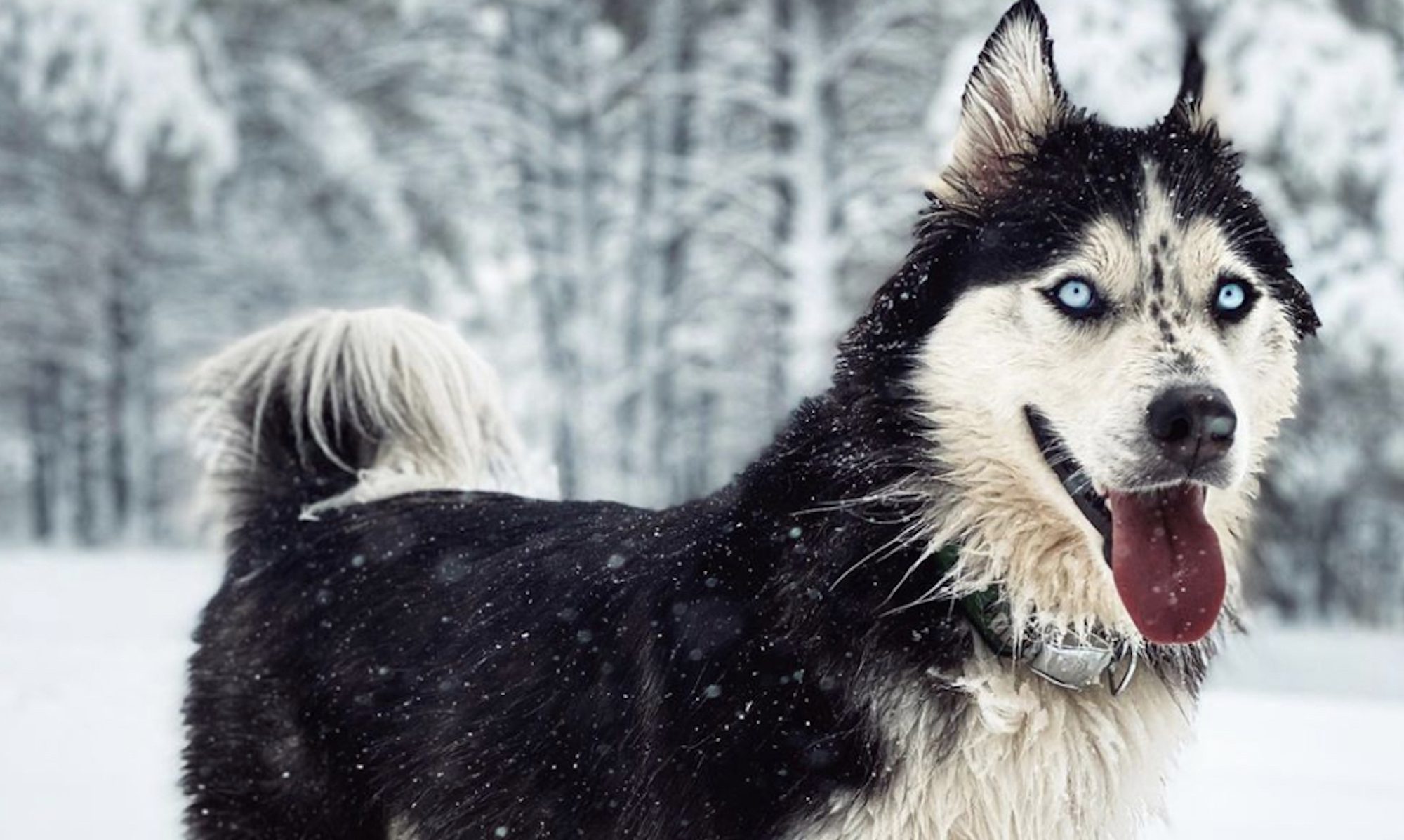 The Husky Care Guide: Food, Personality, Exercise, And More
