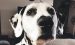 A 20-Pound Weight Loss And An End To Stomach Woes For A Special Dalmatian