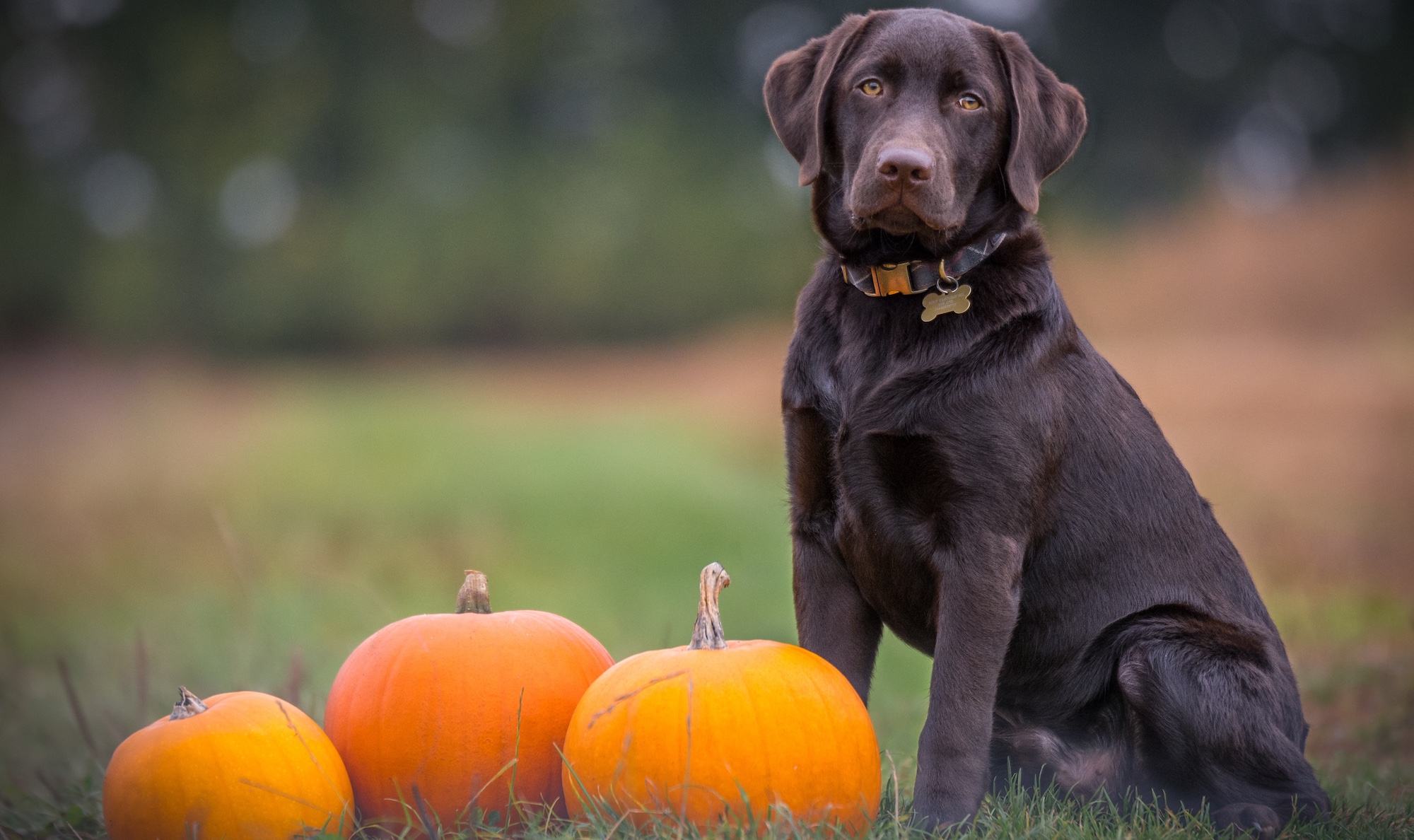 Superfoods-dog-pumpkin