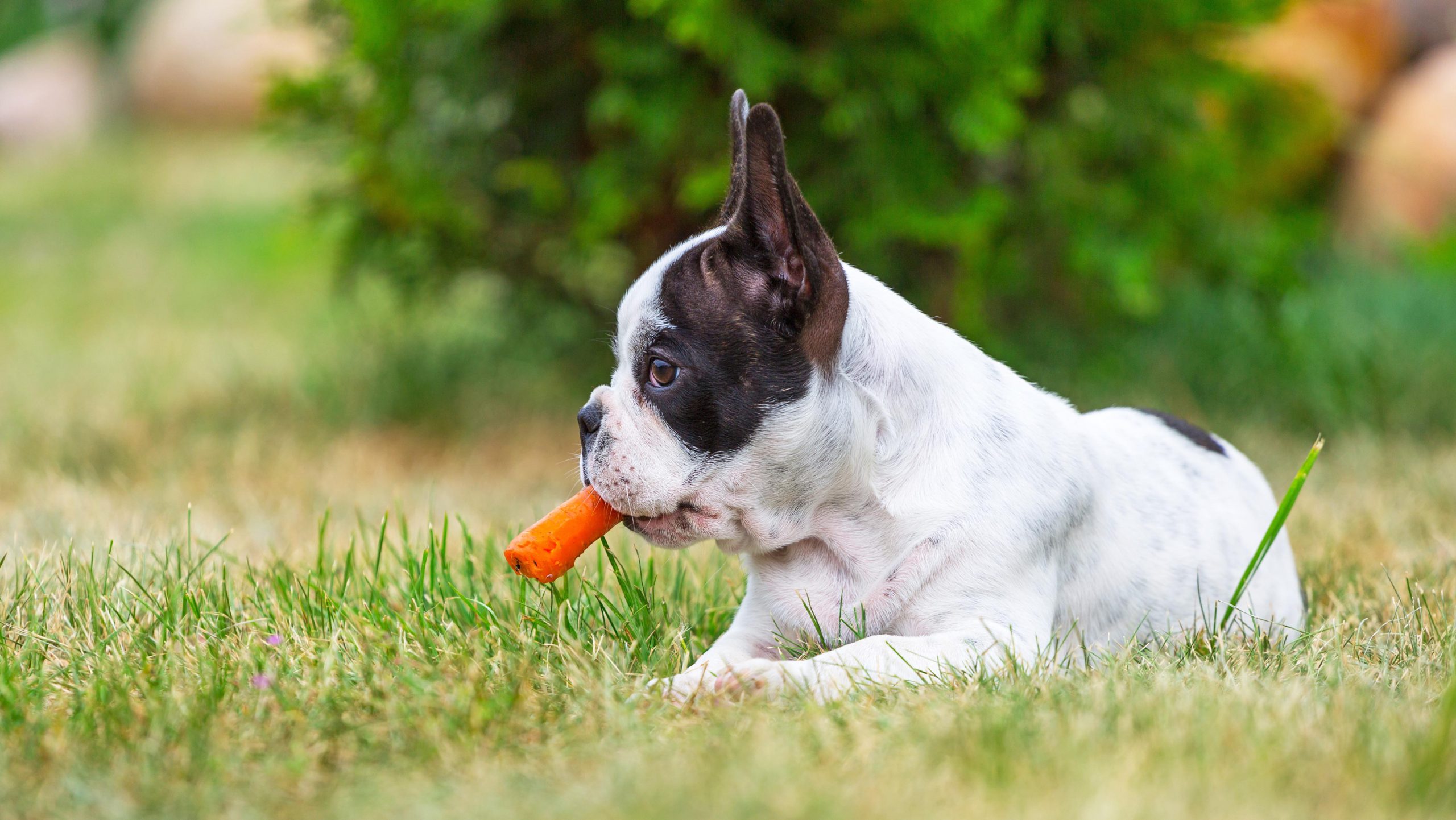 Редиска собаке. Французский бульдог щенок. Собака ест морковку. Овощи для собак. Здоровая собака.