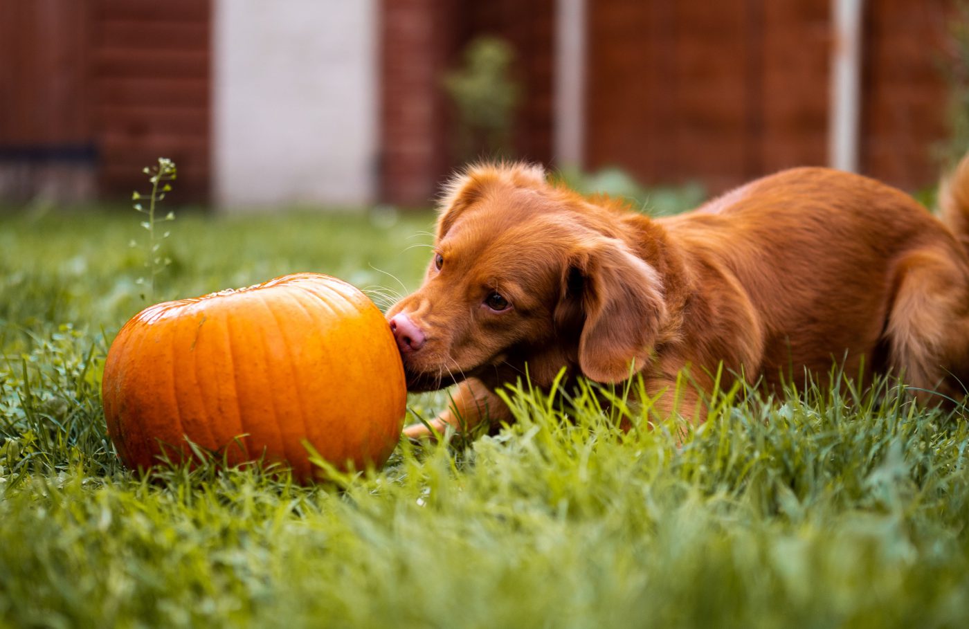 How Much Pumpkin To Give A Dog For Diarrhea
