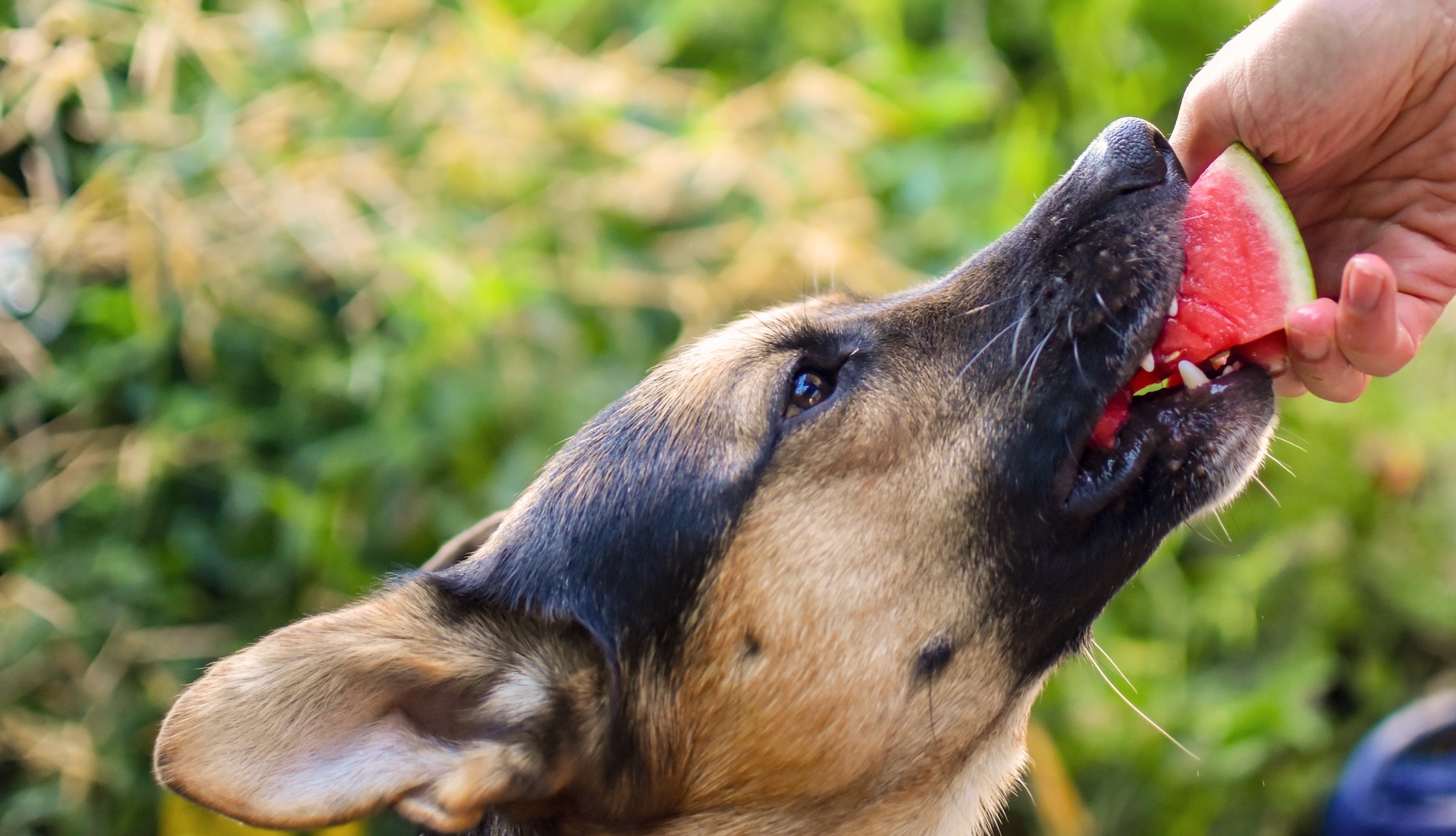 Can Dogs Eat Fruit? The Apple-to-Watermelon Answer