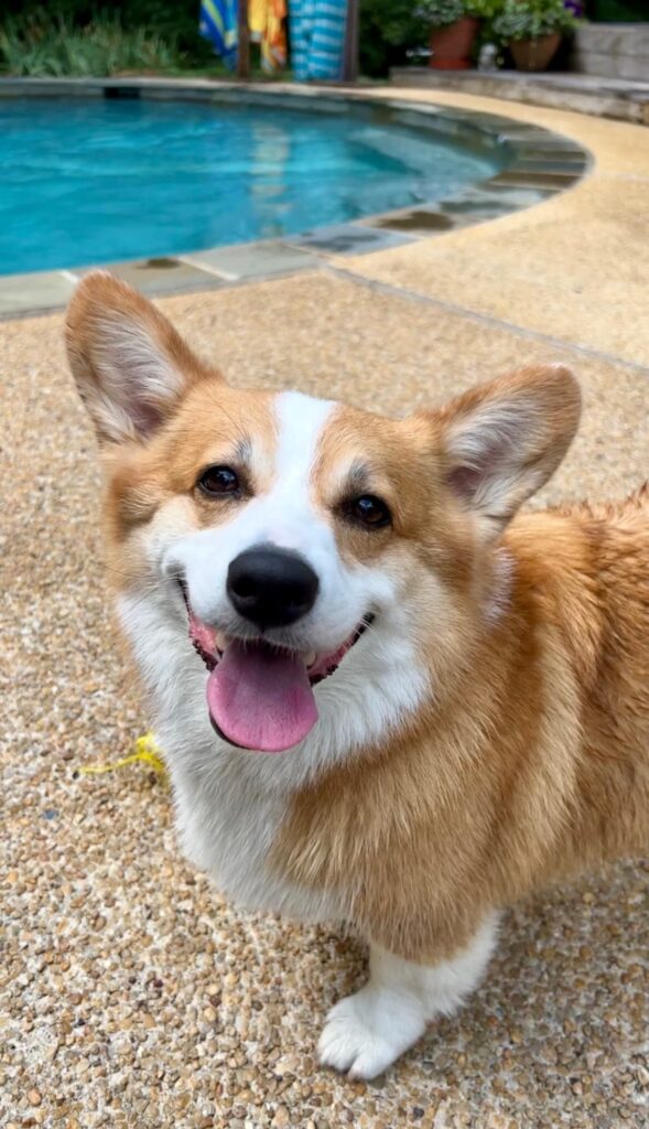 Hammy