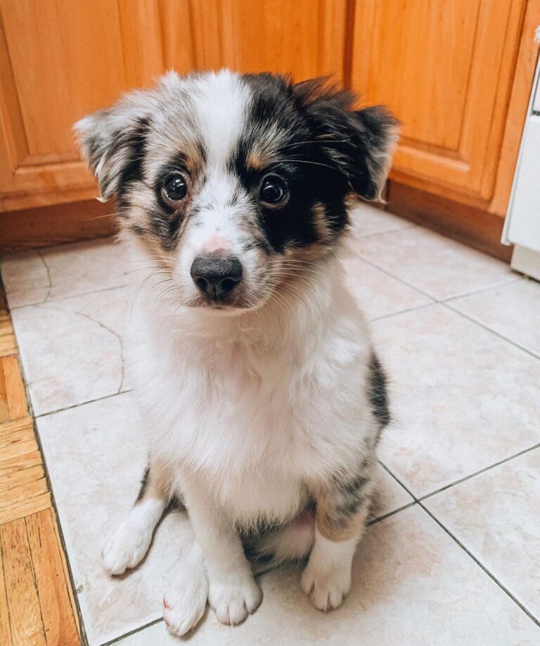 Puppy Diary Raising Bowie The Toy Australian Shepherd The Farmer S Dog