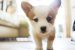 Puppy Guide: How to Feed Your Puppy