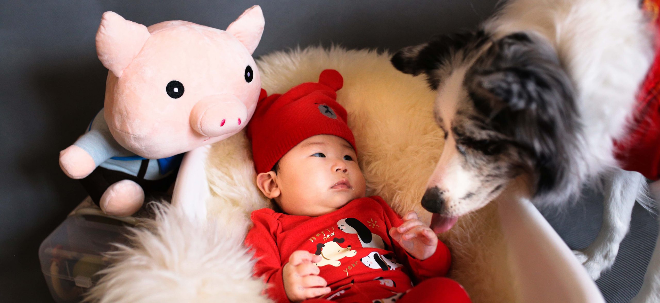 The Step by Step Guide to Introducing Your Dog to Your Baby