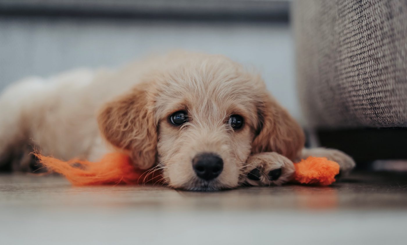 Puppy Guide: Health and Veterinary Care - The Farmer's Dog