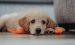 Puppy Guide: Health and Veterinary Care