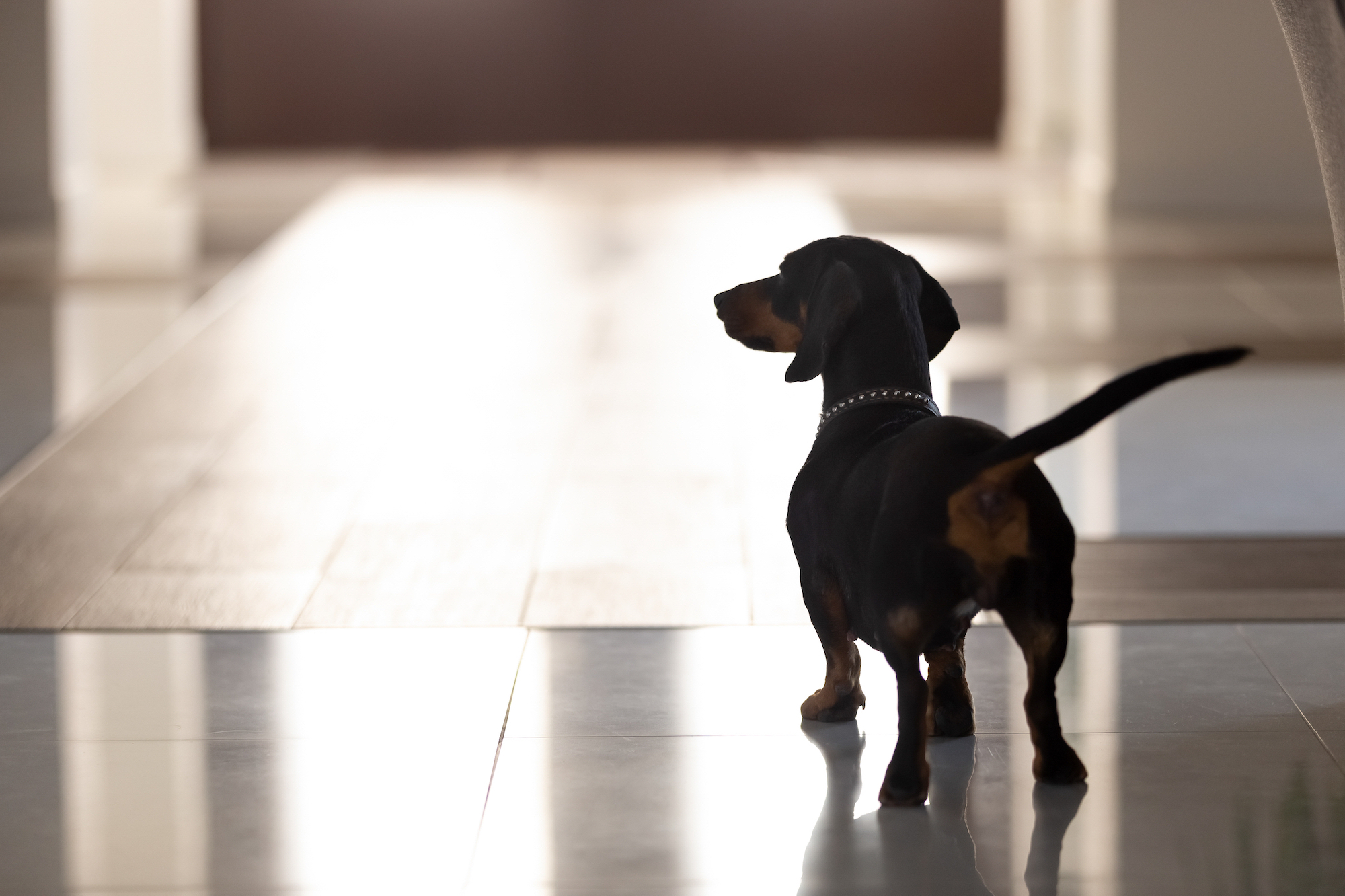 A New Study Reveals The Frustration Behind Separation Anxiety in Dogs
