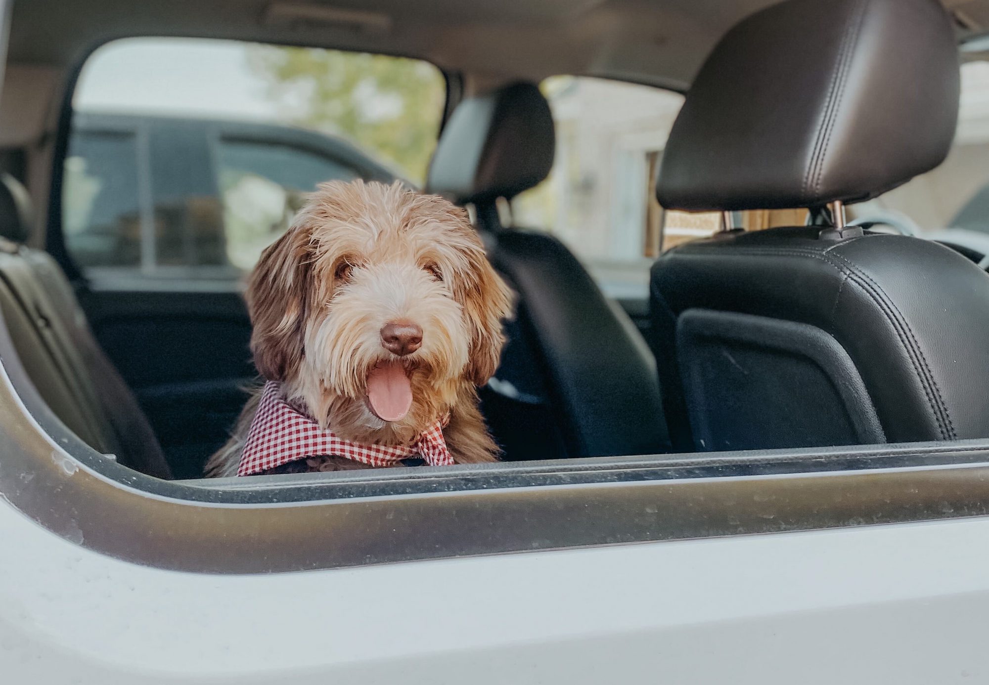 take dog on road trip