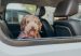 How to Road Trip with your Dog