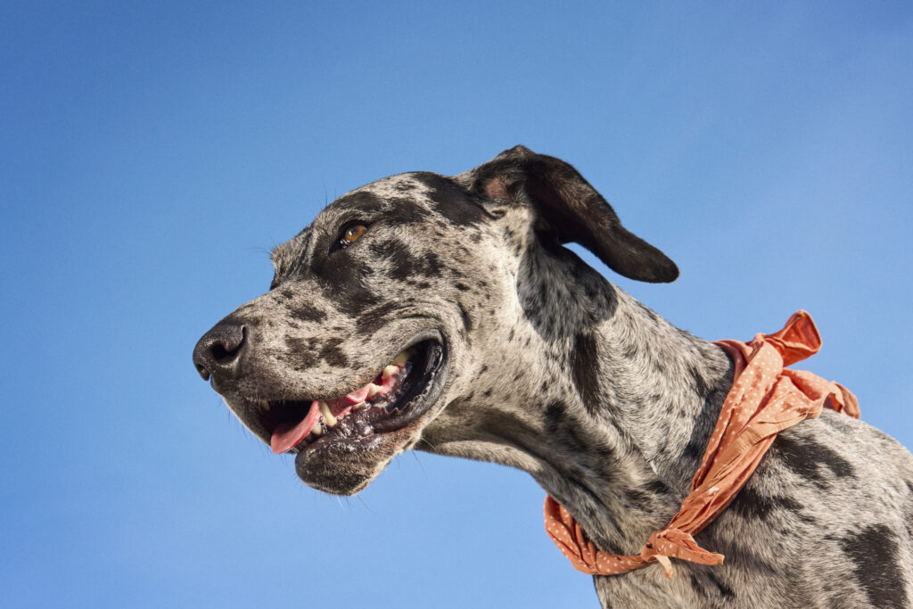 How to Keep Your Dog’s Coat Gorgeous, Lustrous, and Healthy 