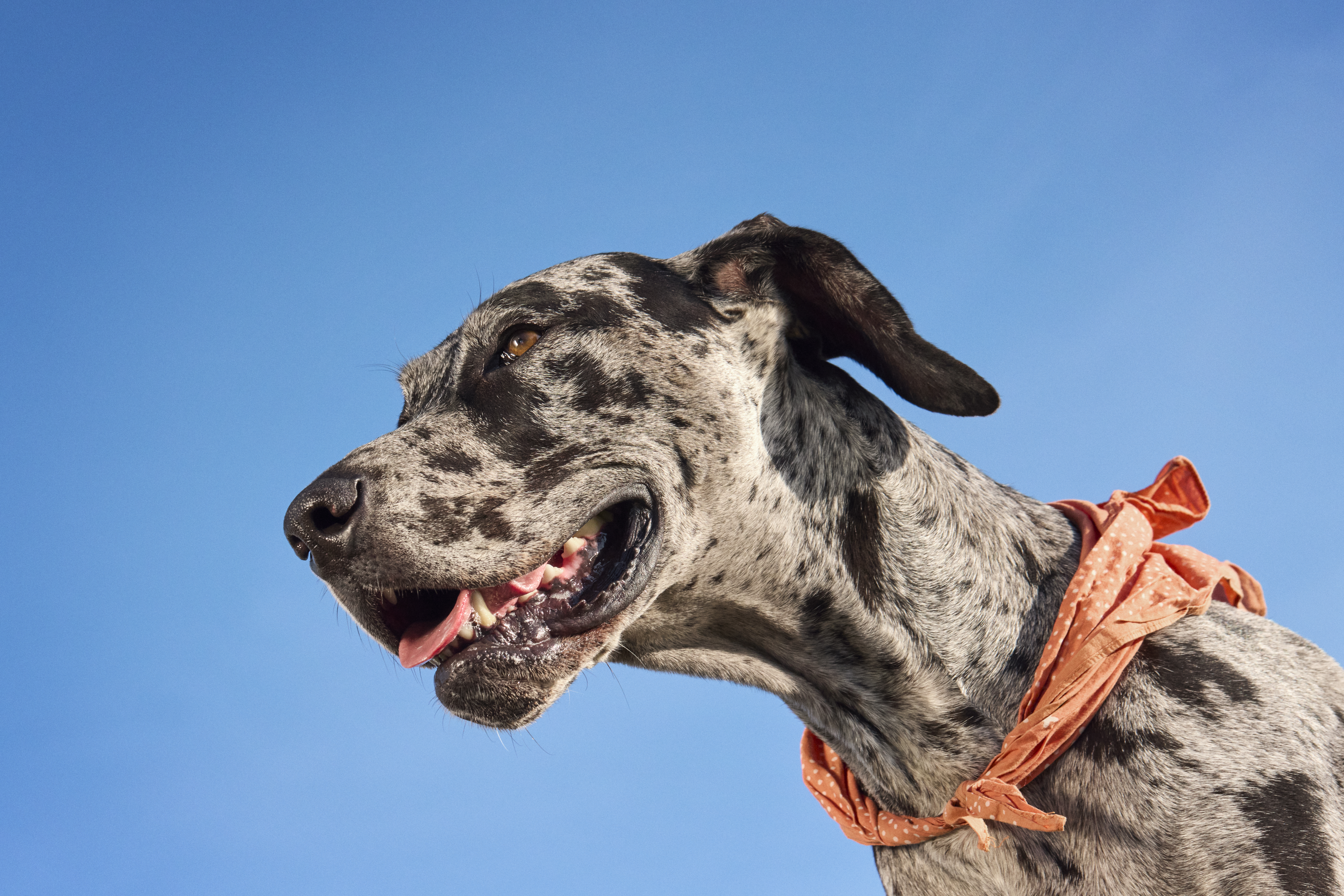 How to Keep Your Dog’s Coat Gorgeous, Lustrous, and Healthy 
