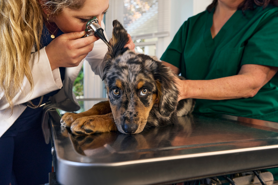 A puppy lying on a vet table gets their ear examined by a blonde woman in a white lab coat as a woman in green scrubs holds them.