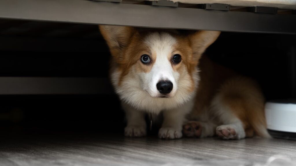 A corgi hiding under a bed.