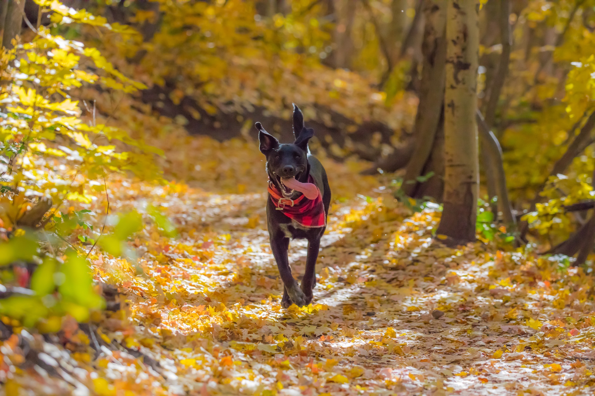 The Right Amount of Daily Exercise For Dogs